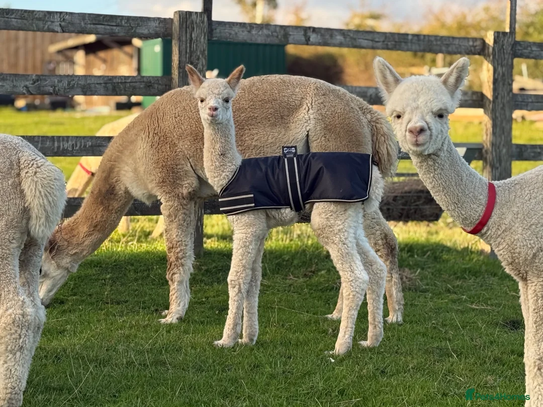 Alpaca livestock for sale: Alpacas | male and female herds available  in Ashbourne - Advert 1