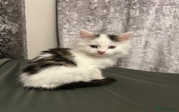British Longhair cats for sale: Gorgeous fluffy kittens looking for forever home - Image 21