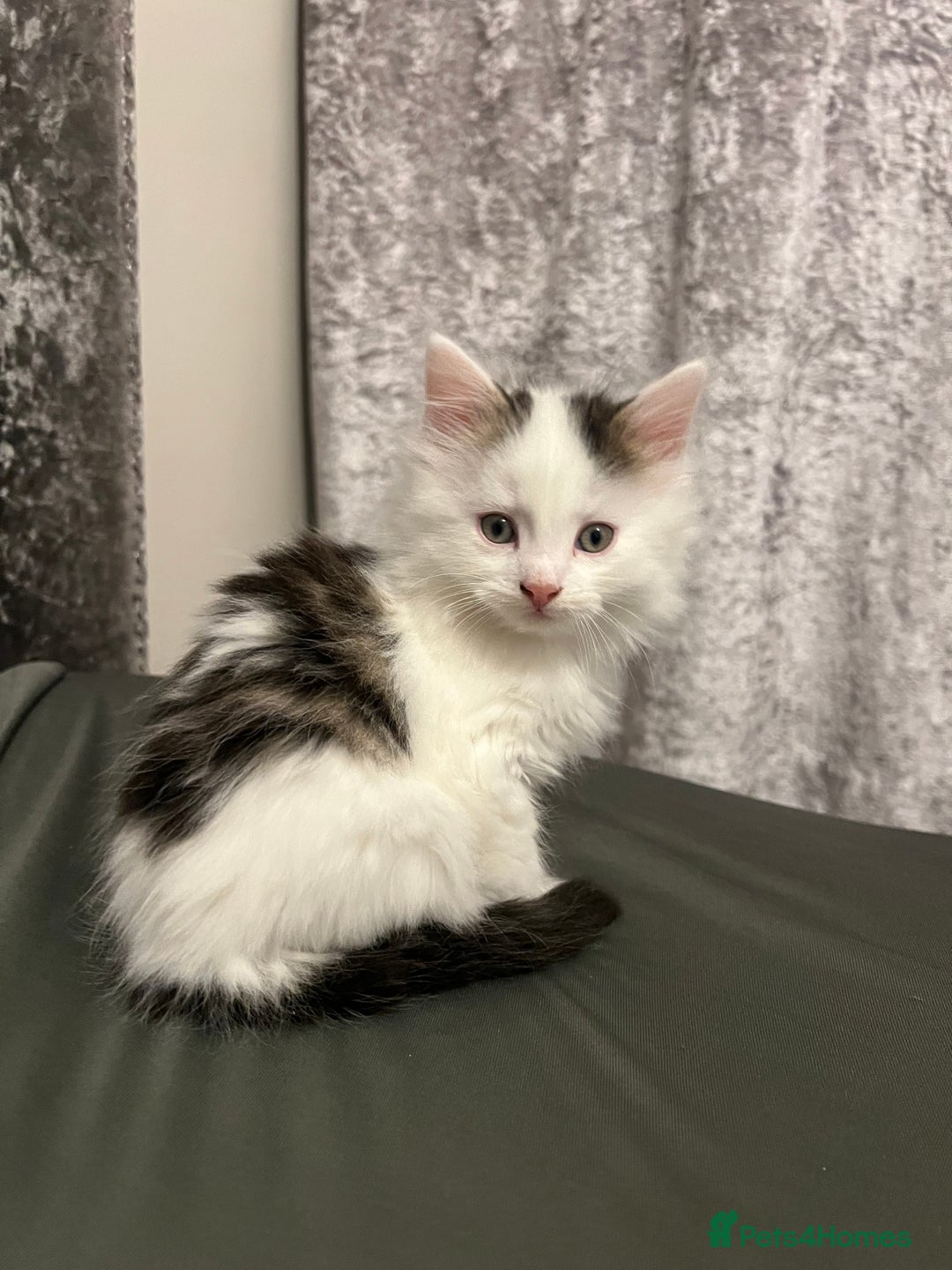 British Longhair cats for sale: Gorgeous fluffy kittens looking for forever home - Image 21