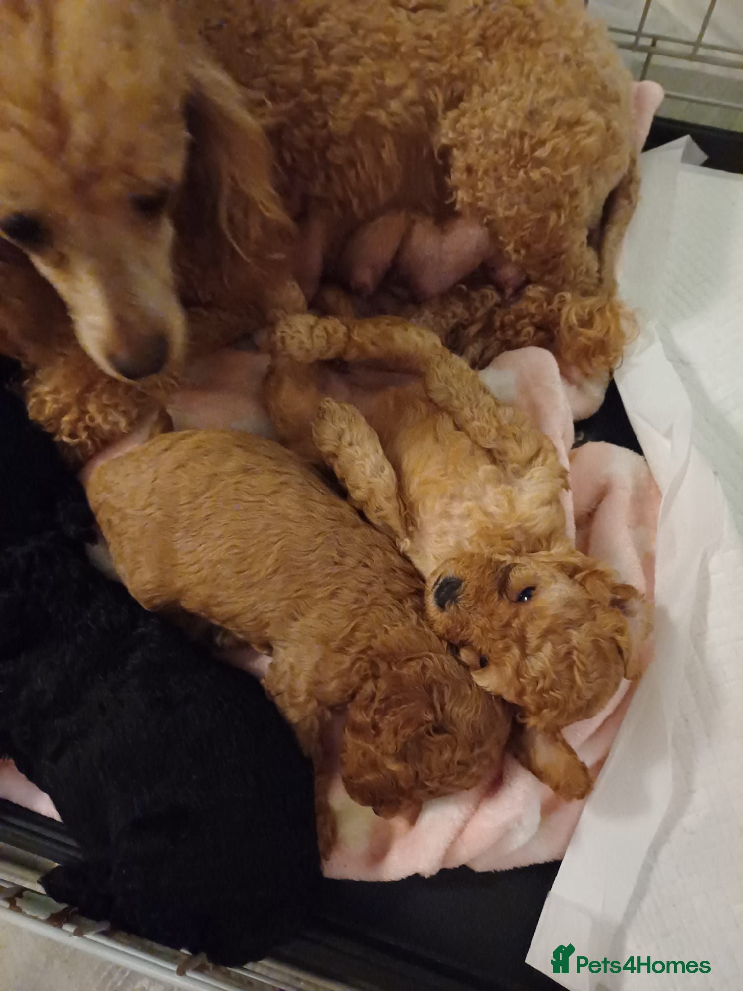 Toy Poodle dogs Toy poodle - Advert 2