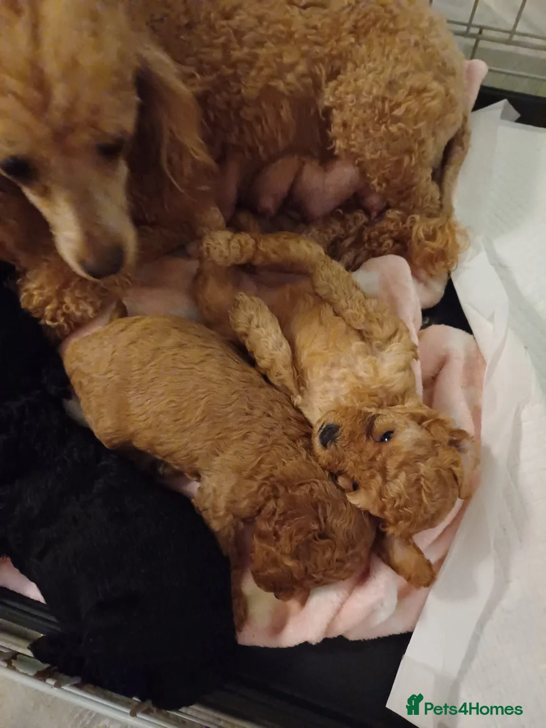 Toy Poodle dogs for sale: Toy poodle in Boston - Advert 2