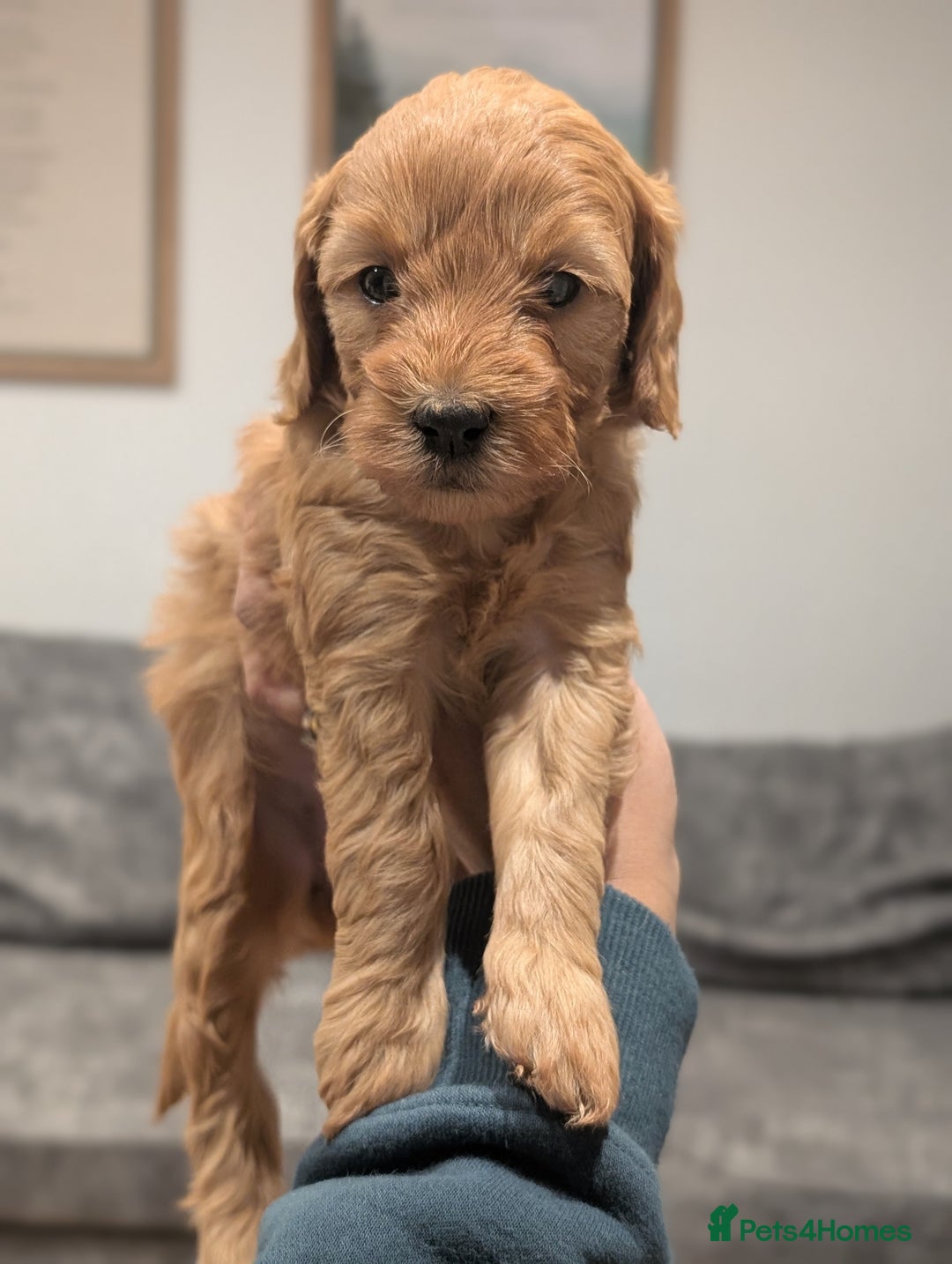 Mini Goldendoodle dogs for sale: Miniature F1BB Goldendoodle puppies  - Advert 7