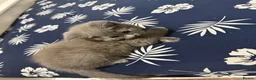 British Shorthair cats for sale: Beautiful British short hairs chubby   - Advert 3