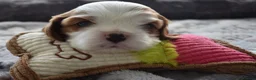 Cavalier King Charles Spaniel dogs for sale: MRI scanned parents fullY health tested - Advert 13