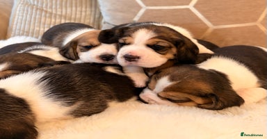 Beagle dogs - Advert 15
