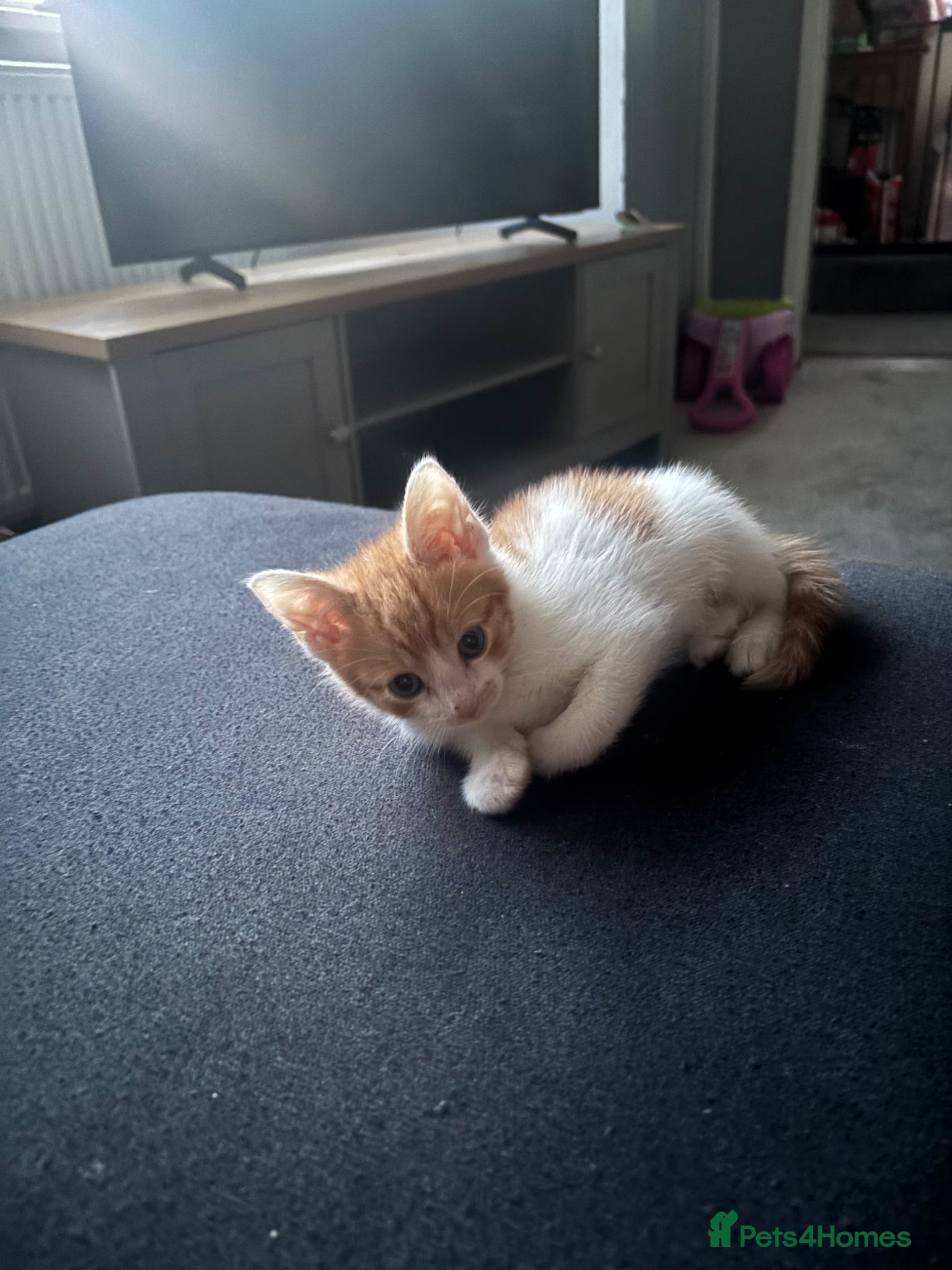 Mixed Breed cats Fluffy mixed breed kittens  - Advert 2