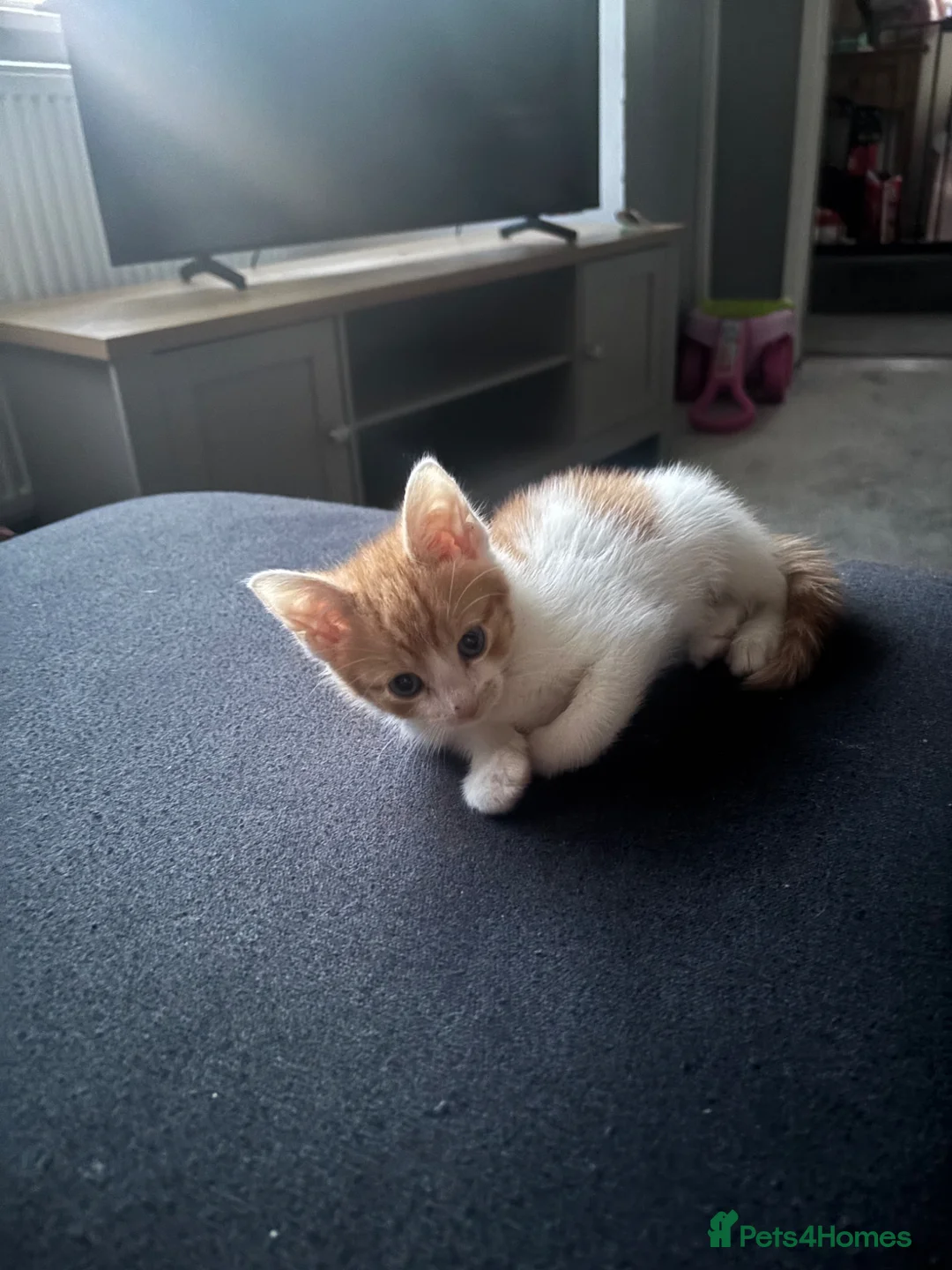 Mixed Breed cats for sale: Fluffy mixed breed kittens  - Advert 1