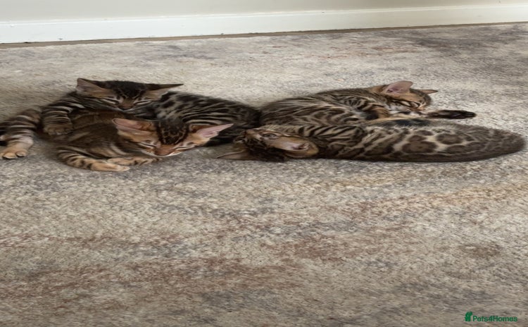 Bengal cats - Advert 13