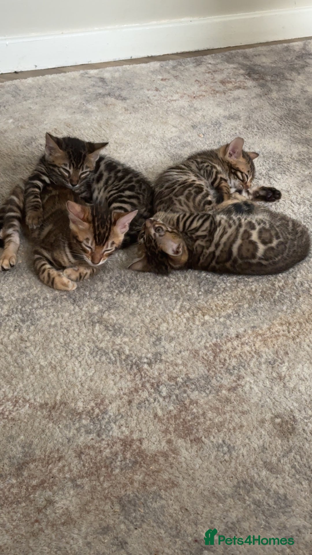 Bengal cats for sale: Pure bred bengal kittens - Image 1