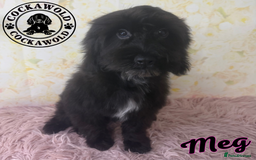 Cockapoo dogs for sale: Exceptional Cockapoo Girls: Ready Now  - Image 15
