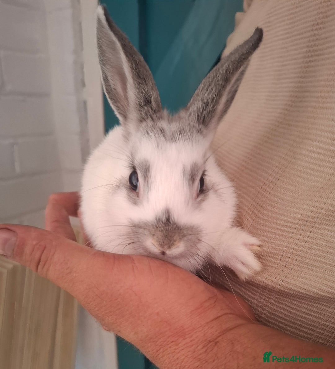 English Spot rabbits for sale: English spot x dwarf  - Image 9