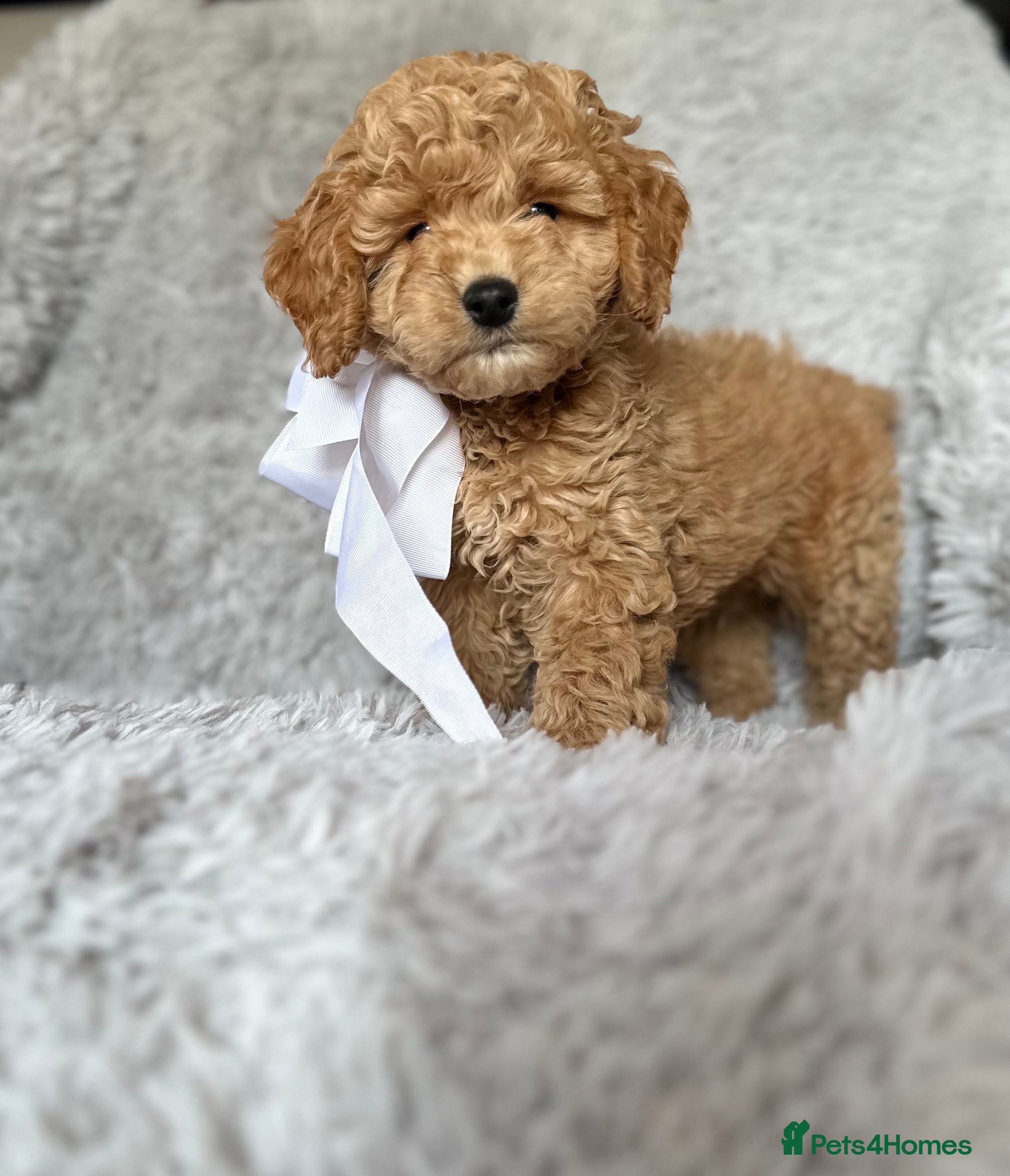 Cockapoo dogs cockapoo puppies - Advert 1