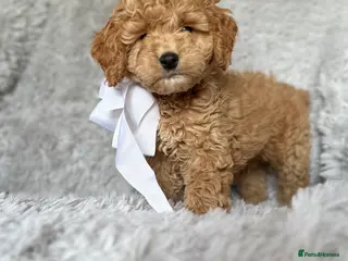 Cockapoo dogs cockapoo puppies - Advert 1