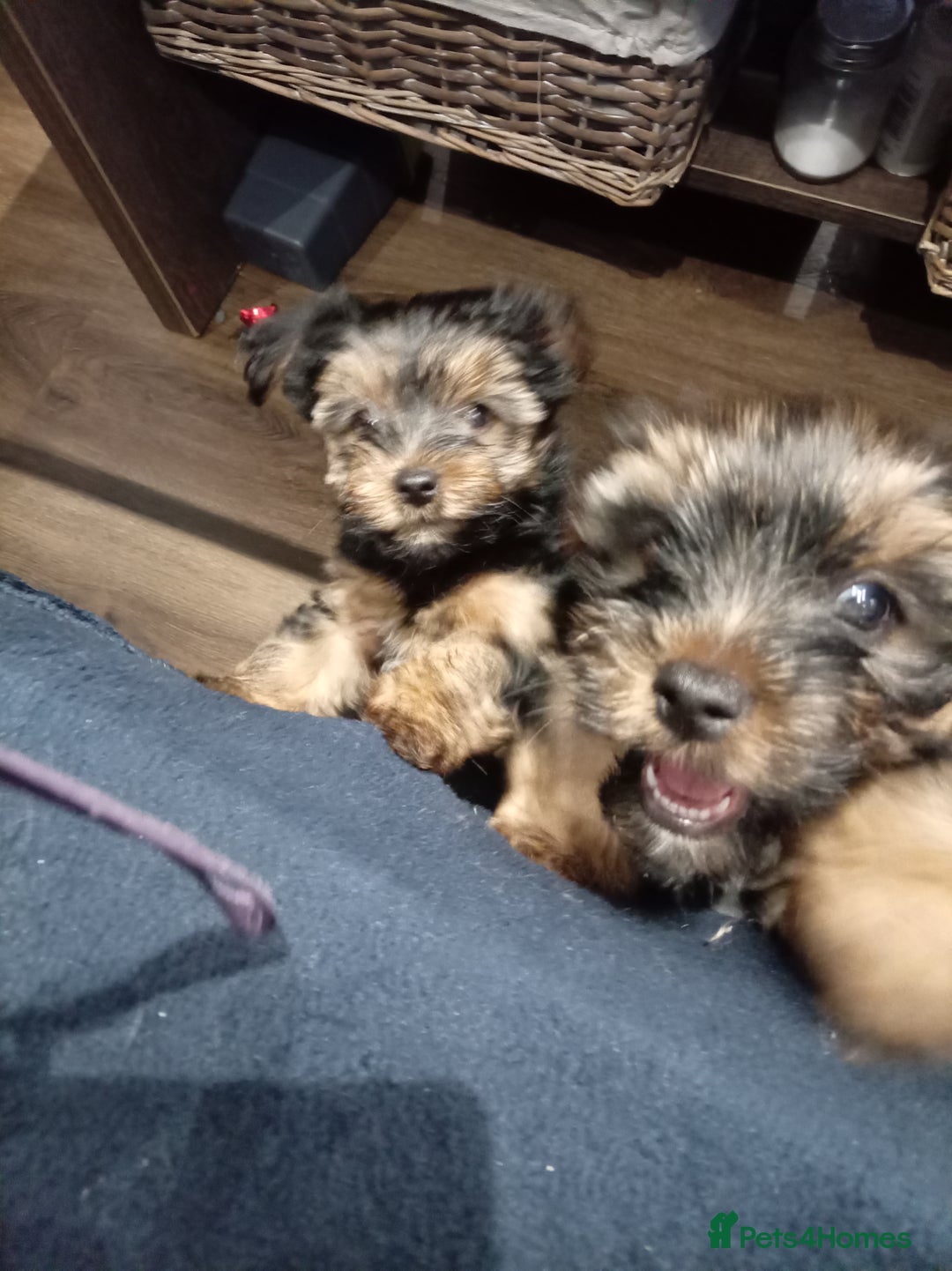 Chorkie dogs for sale: Two amazing Yorkie boys - Advert 1