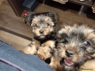Chorkie dogs Two amazing Yorkie boys - Advert 2