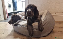 Cocker Spaniel dogs for sale: Working Cocker spaniel  - Image 2