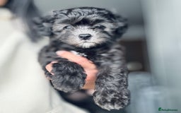 Maltipoo dogs for sale: 🩵Last Top Quality Rare Korean/Asian F1 Maltipoo🩵 in Bathgate - Image 15