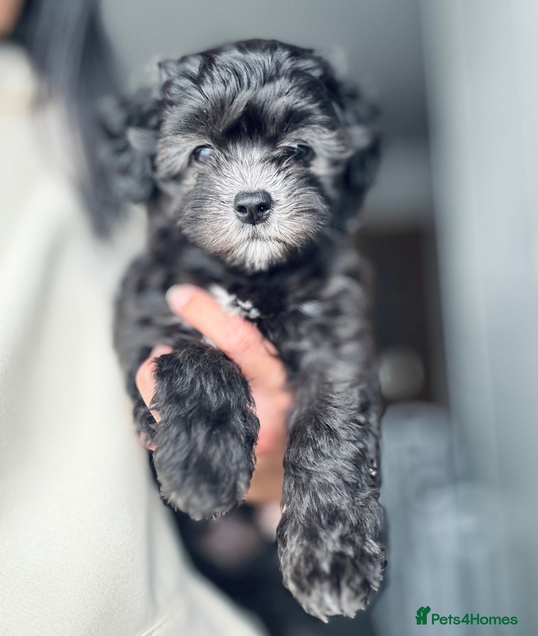 Maltipoo dogs for sale: 🩵Last Top Quality Rare Korean/Asian F1 Maltipoo🩵 in Bathgate - Image 15