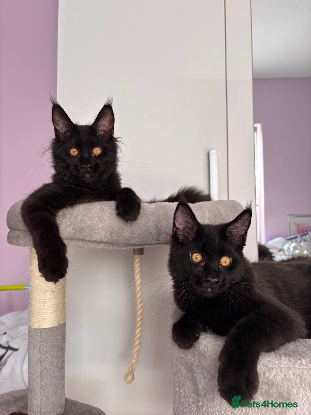 Maine Coon cats for sale: ✨2 GCCF Females Ready to go!✨ - Advert 7