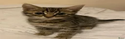 Bengal cats for sale: Gorgeous male bengal kitten - Advert 4