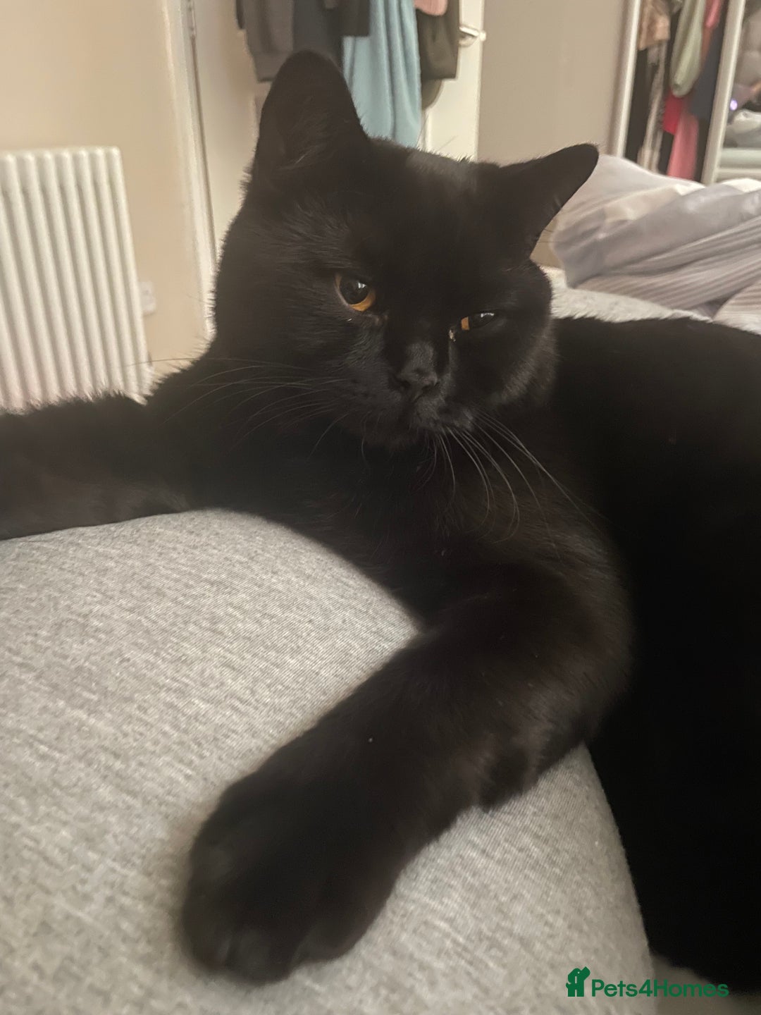 British Shorthair cats for sale: 4 year old BSH Fudge- sold as a pair - Image 3