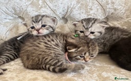 Scottish Fold cats for sale: Scottish fold/ Scottish striaght BSH kittens  - Image 18