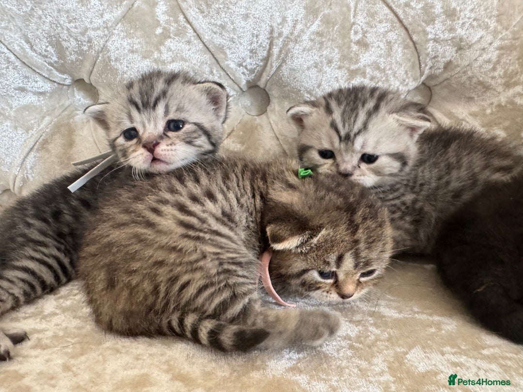Scottish Fold cats for sale: Scottish fold/ Scottish striaght BSH kittens  - Image 18