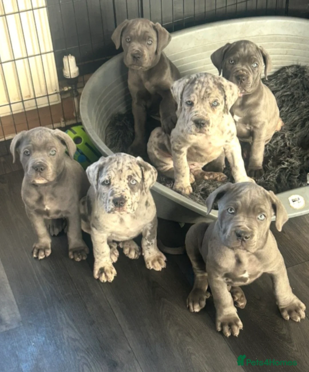 Cane Corso dogs for stud: ❌️Stud❌️ - Advert 5