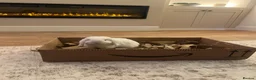 Mini Lop rabbits for sale: Bonded indoor free roam mini lop rabbits in Durham - Advert 2
