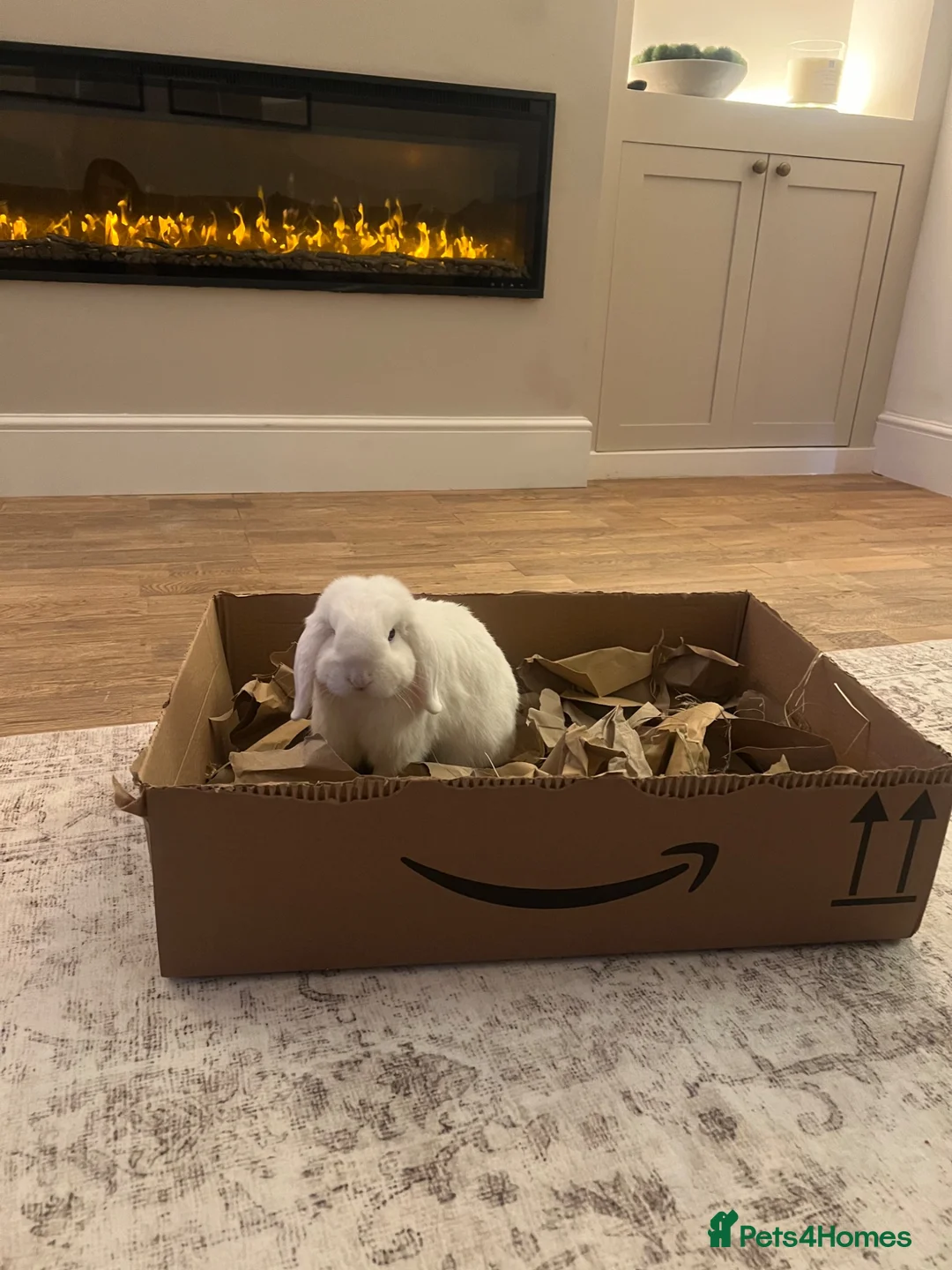 Mini Lop rabbits for sale: Bonded indoor free roam mini lop rabbits in Durham - Advert 2