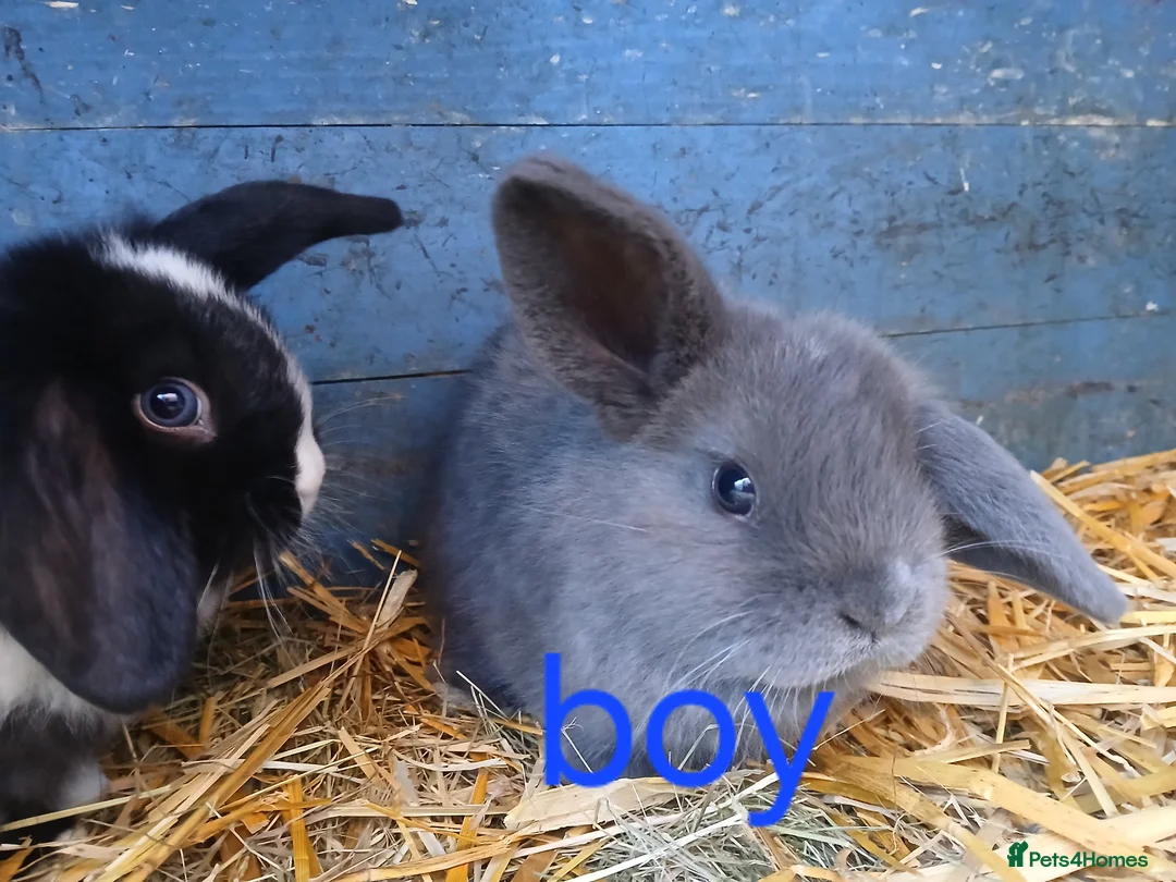 Mini Lop rabbits for sale: Mini lop babies - Advert 5