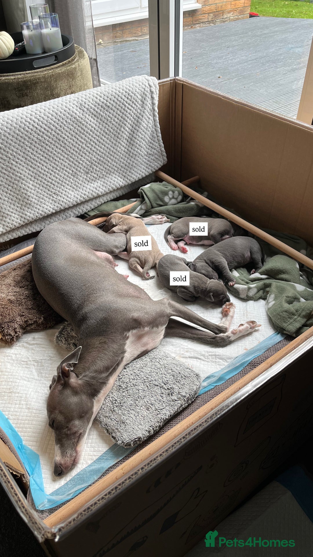Italian Greyhound dogs for sale: 1 Italian Greyhound Puppy Girl / Bitch For Sale! - Image 4
