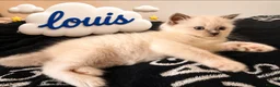 Ragdoll cats for sale: Pedigree Ragdoll Kittens GCCF Registered   in Dagenham - Advert 8