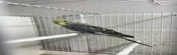Mixed Breed birds for sale: Young budgies ready now - Advert 7