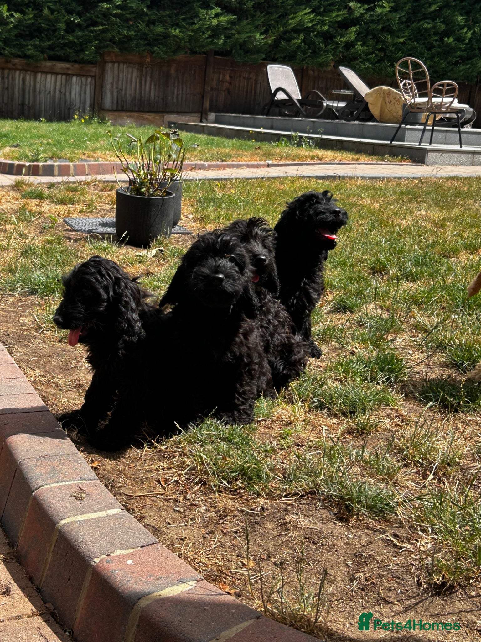 Cockapoo dogs f1 cockerpoo litter - Advert 1