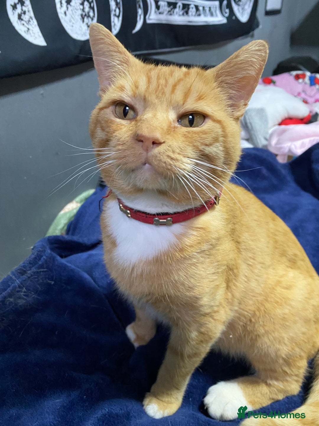Mixed Breed cats for sale: Gorgeous boy for rehoming🐱 READ DESCRIPTION!!  - Image 8
