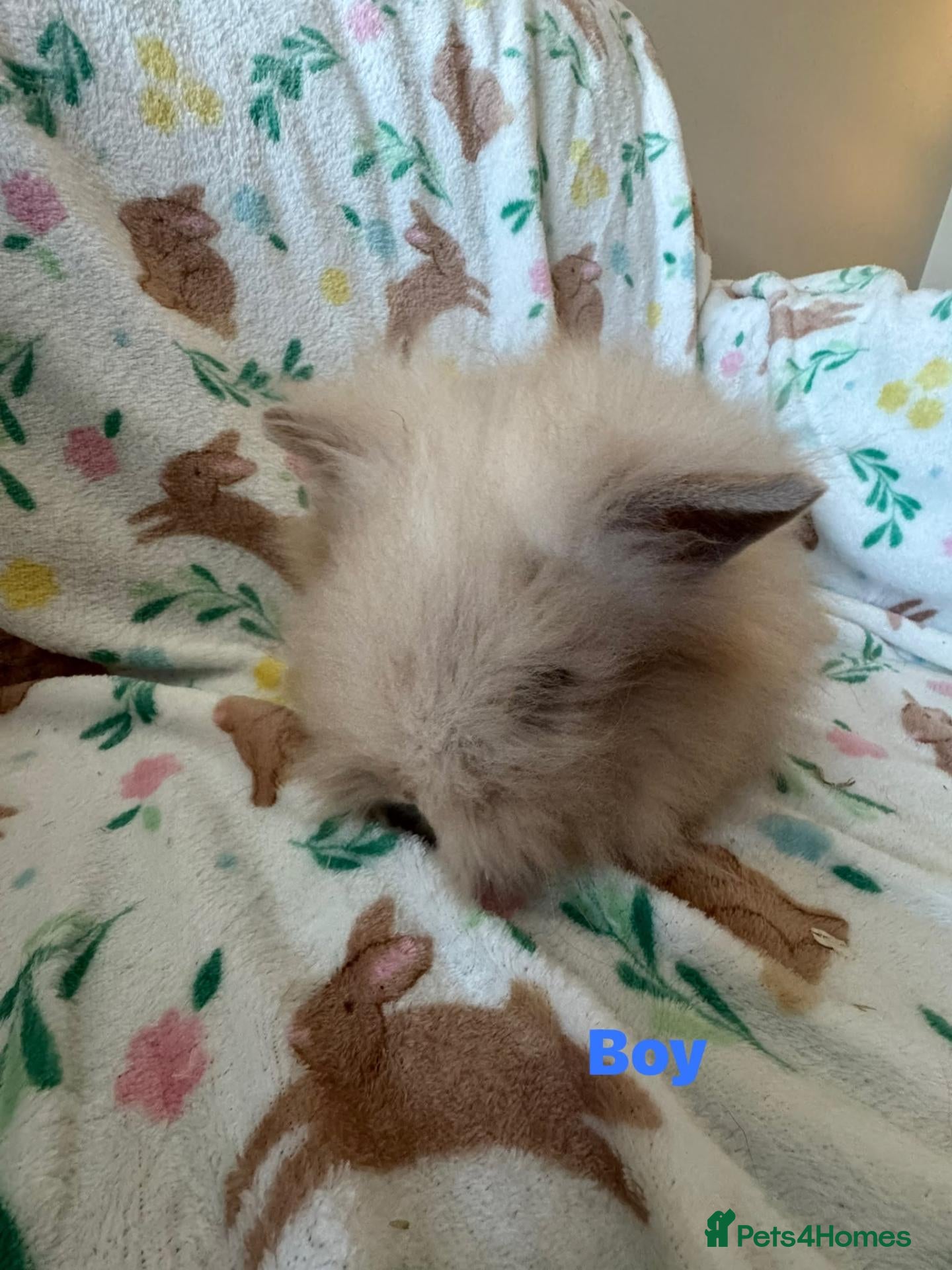 Lionhead rabbits Adorable lionheads for sale  - Advert 1
