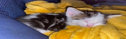Mixed Breed cats for sale: 2 beautiful kittens  - Advert 12