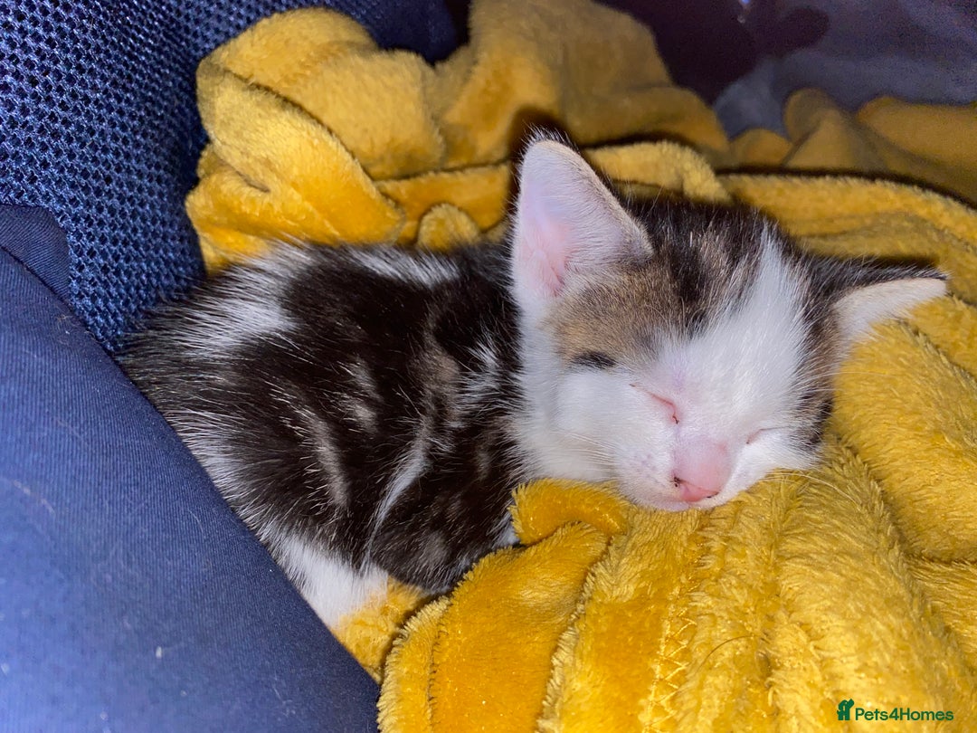 Mixed Breed cats for sale: 2 beautiful kittens  - Advert 12