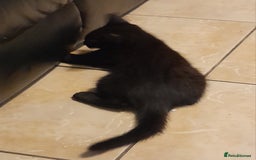 British Shorthair cats for sale: British shorthair kittens  - Image 2
