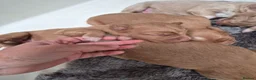 Nova Scotia Duck Tolling Retriever dogs for sale: Scalpsie Toller Puppies  - Advert 11