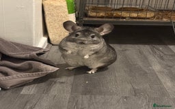 Chinchilla rodents for sale: 3 Chinchillas (family) - Image 12