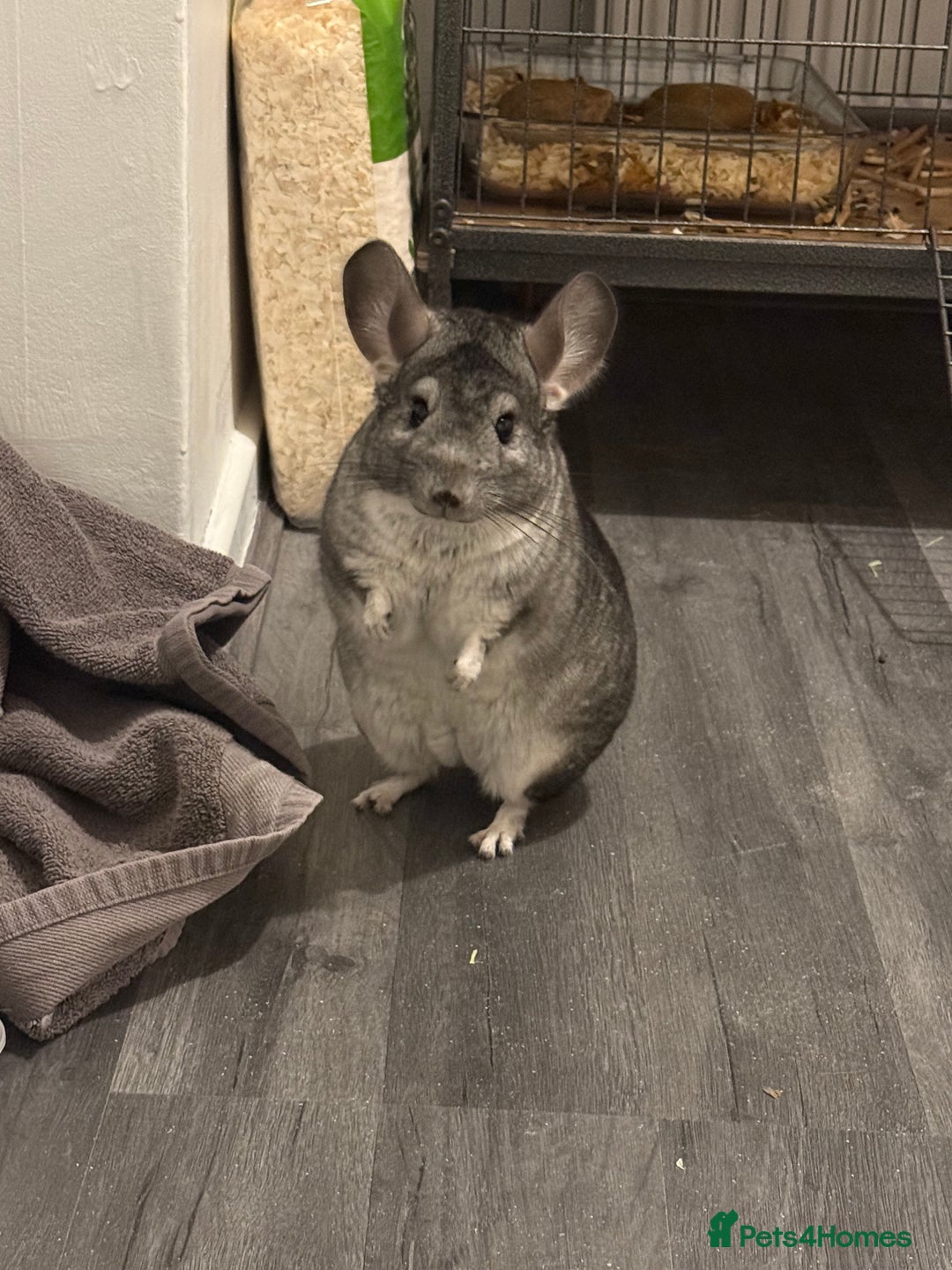 Chinchilla rodents for sale: 3 Chinchillas (family) - Image 12