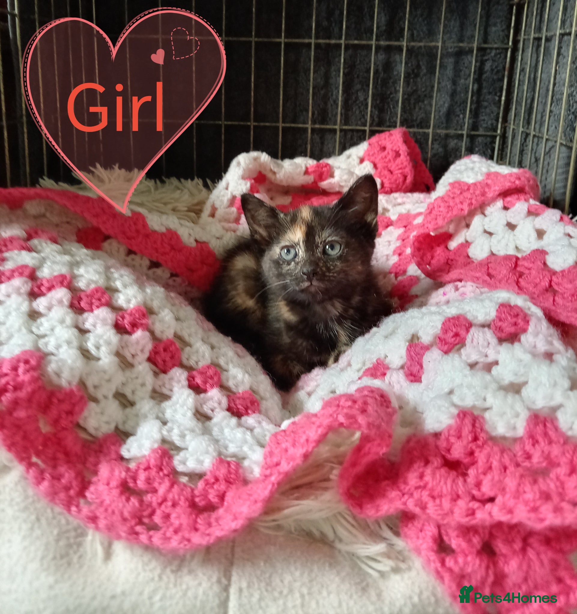 Mixed Breed cats Ginger and different coloured kittens  - Advert 6
