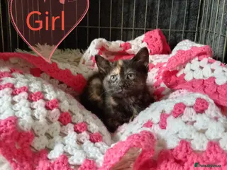 Mixed Breed cats Ginger and different coloured kittens - Advert 6