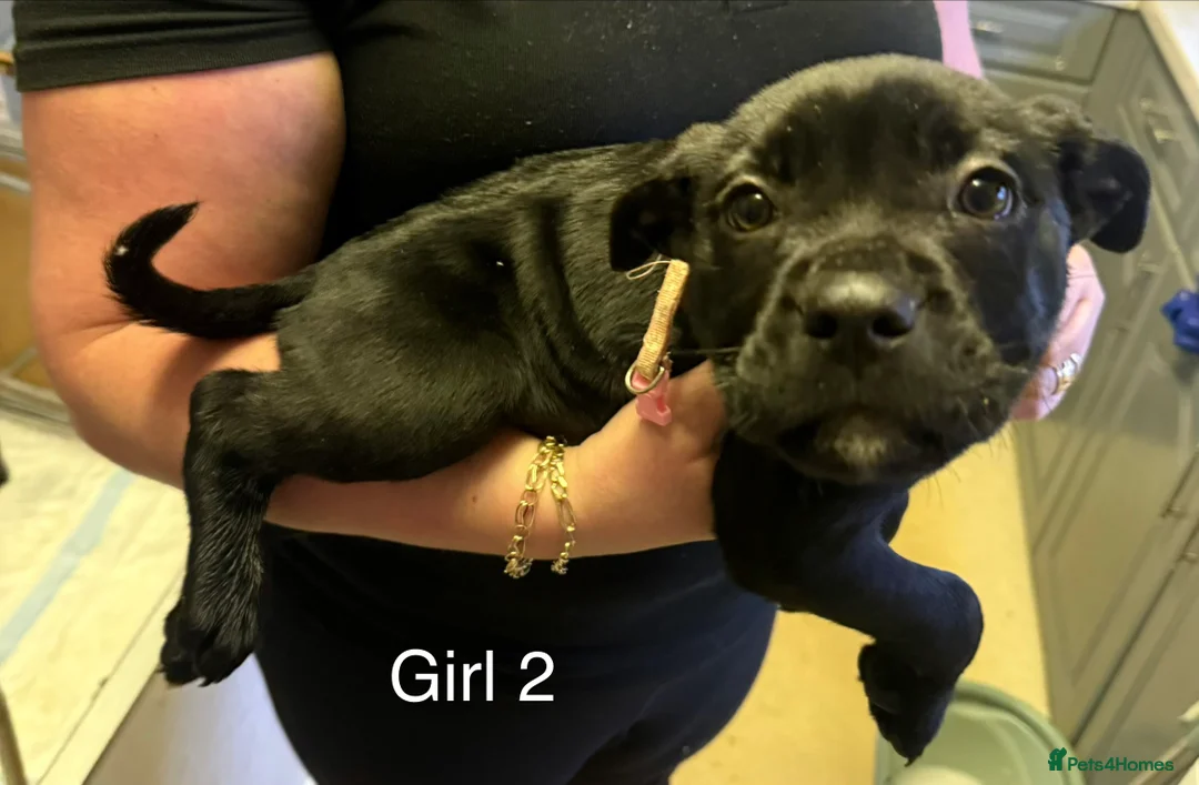 Cane Corso dogs for sale: Cane Corso puppies ready to go - Advert 6