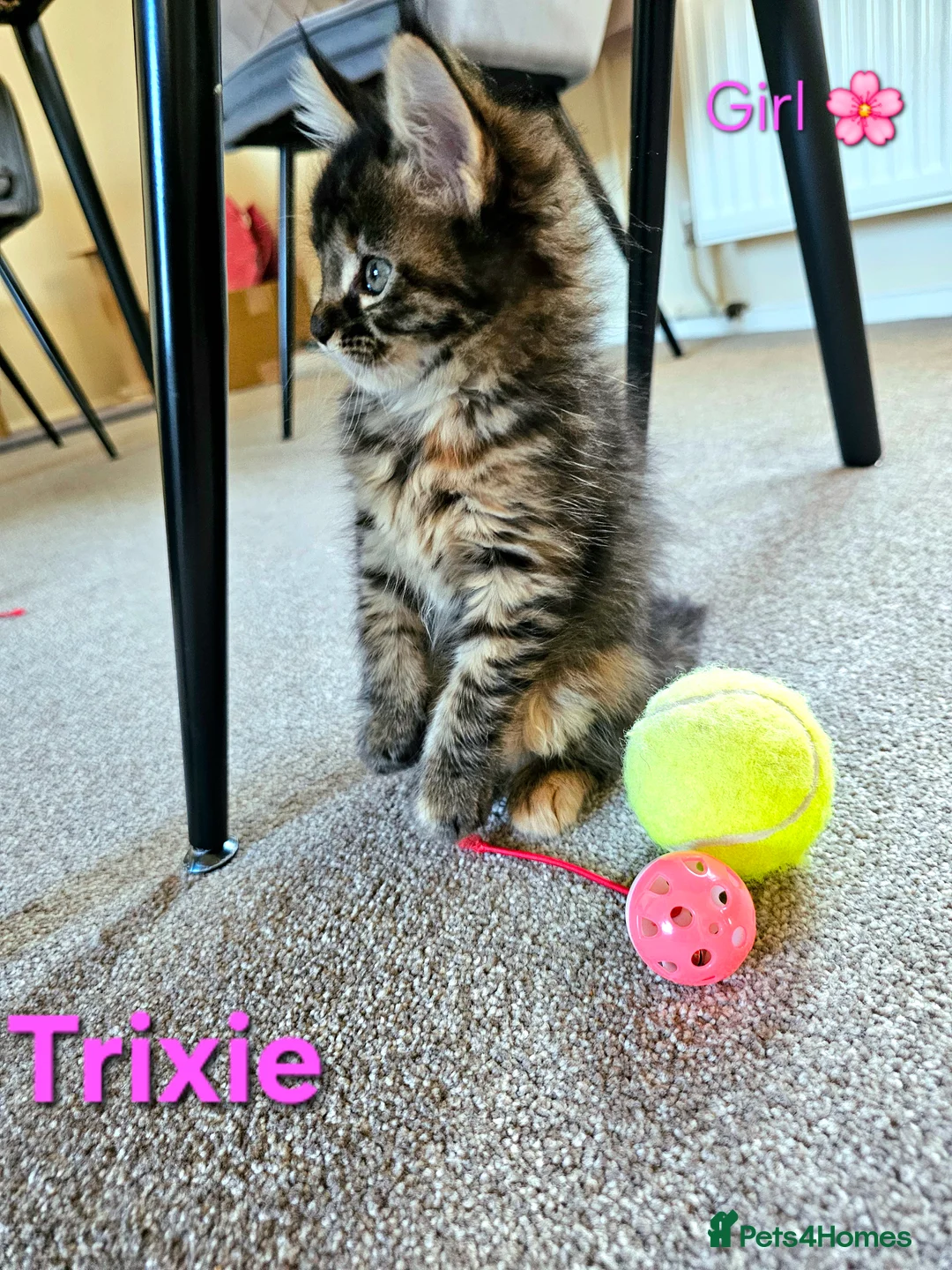 Maine Coon cats for sale: 🐈 Gorgeous Maine Coon Kittens Ready for new homes - Advert 8