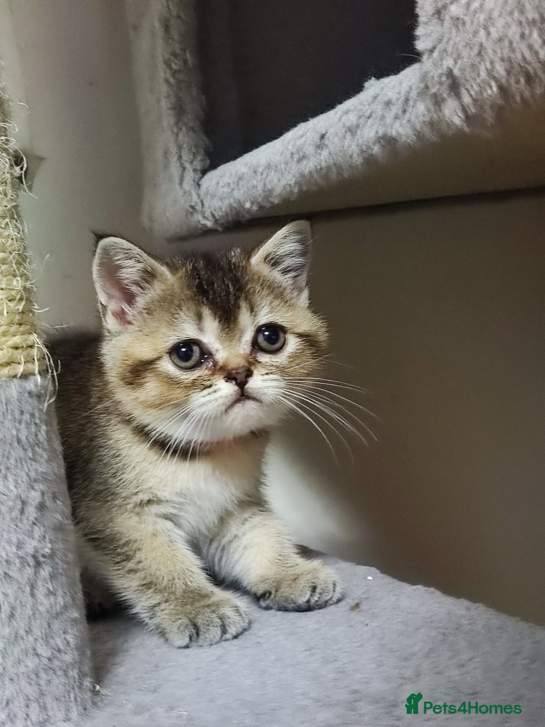 British Shorthair cats for sale: British Shorthair Kittens Full Pedigree Parents  - Advert 28