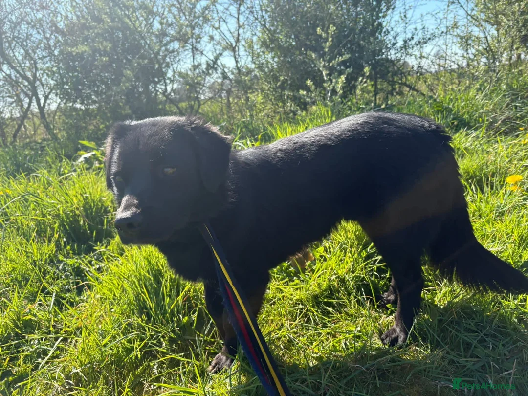 Mixed Breed dogs for adoption: Dante - Norwich Norfolk  - Advert 19