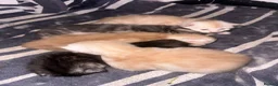 Mixed Breed cats for sale: Half Maine Coon Female Ginger kitten  - Advert 9